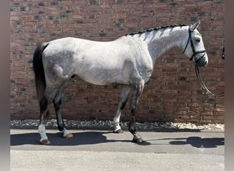Zangersheider, Wallach, 4 Jahre, 169 cm, Apfelschimmel