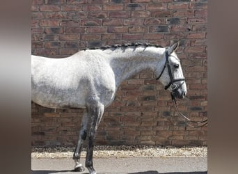 Zangersheider, Wallach, 4 Jahre, 169 cm, Apfelschimmel