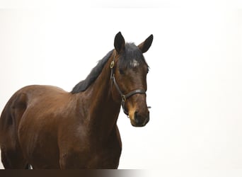 Zangersheider, Wallach, 4 Jahre, 169 cm, Brauner