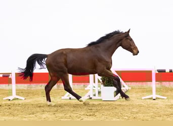 Zangersheider, Wallach, 4 Jahre, 169 cm, Brauner