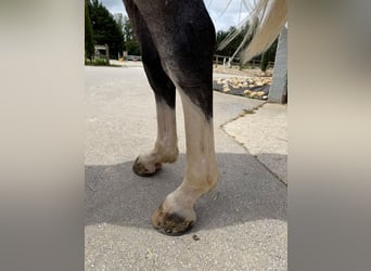 Zangersheider, Wallach, 4 Jahre, 169 cm, Schimmel