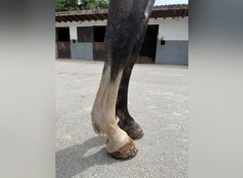 Zangersheider, Wallach, 4 Jahre, 169 cm, Schimmel