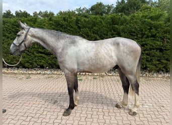 Zangersheider, Wallach, 4 Jahre, 169 cm, Schimmel