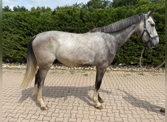 Zangersheider, Wallach, 4 Jahre, 169 cm, Schimmel