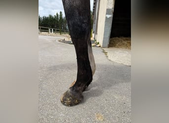 Zangersheider, Wallach, 4 Jahre, 169 cm, Schimmel