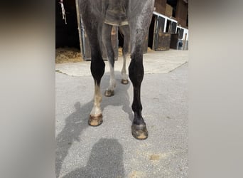 Zangersheider, Wallach, 4 Jahre, 169 cm, Schimmel