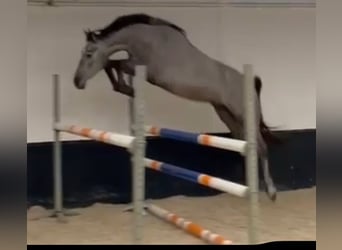 Zangersheider, Wallach, 4 Jahre, 170 cm, Blauschimmel