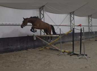 Zangersheider, Wallach, 4 Jahre, 170 cm, Brauner