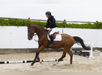 Zangersheider, Wallach, 4 Jahre, 170 cm, Brauner