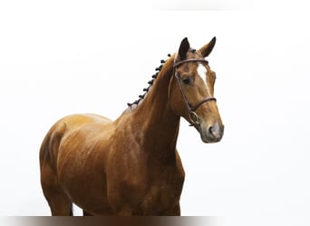 Zangersheider, Wallach, 4 Jahre, 170 cm, Brauner