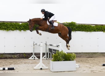 Zangersheider, Wallach, 4 Jahre, 170 cm, Brauner