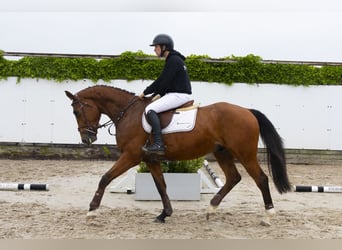 Zangersheider, Wallach, 4 Jahre, 170 cm, Brauner