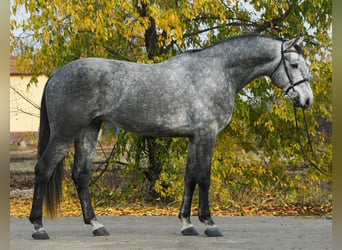 Zangersheider, Wallach, 4 Jahre, 171 cm, Schimmel