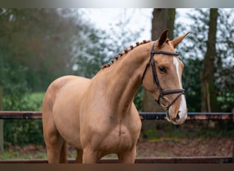 Zangersheider, Wallach, 4 Jahre, 171 cm