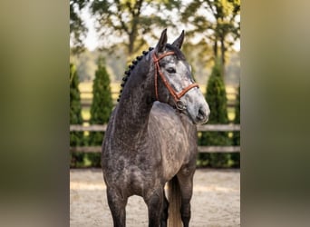 Zangersheider, Wallach, 4 Jahre, 172 cm, Apfelschimmel