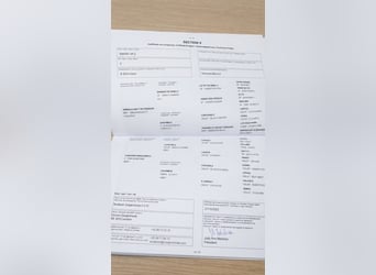 Zangersheider, Wallach, 4 Jahre, 172 cm, Apfelschimmel