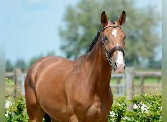 Zangersheider, Wallach, 4 Jahre, 172 cm, Brauner