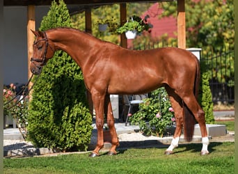 Zangersheider, Wallach, 4 Jahre, 172 cm, Fuchs