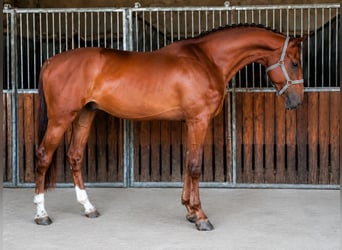 Zangersheider, Wallach, 4 Jahre, 172 cm, Fuchs