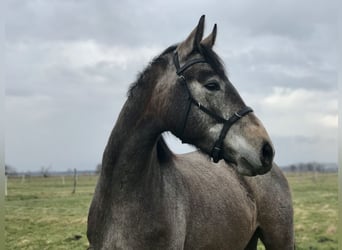 Zangersheider, Wallach, 4 Jahre, 172 cm, Rappschimmel