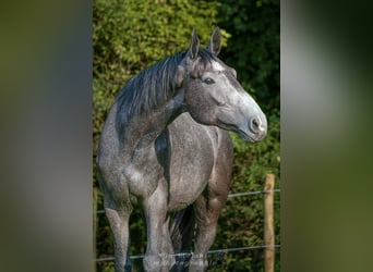 Zangersheider, Wallach, 4 Jahre, 172 cm, Schimmel