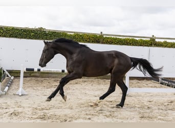 Zangersheider, Wallach, 4 Jahre, 172 cm