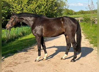 Zangersheider, Wallach, 4 Jahre, 173 cm, Schwarzbrauner