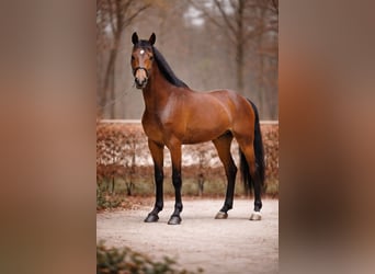 Zangersheider, Wallach, 4 Jahre, 174 cm, Brauner