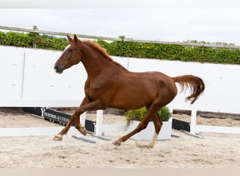 Zangersheider, Wallach, 4 Jahre, 174 cm, Fuchs