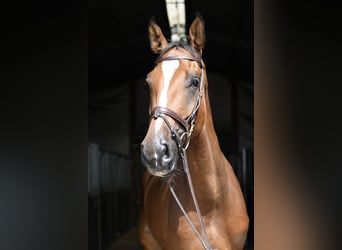 Zangersheider, Wallach, 4 Jahre, 175 cm, Brauner