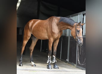 Zangersheider, Wallach, 4 Jahre, 175 cm, Brauner