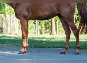 Zangersheider, Wallach, 4 Jahre, 175 cm, Fuchs
