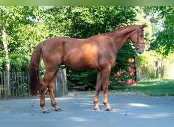 Zangersheider, Wallach, 4 Jahre, 175 cm, Fuchs