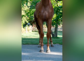 Zangersheider, Wallach, 4 Jahre, 175 cm, Fuchs