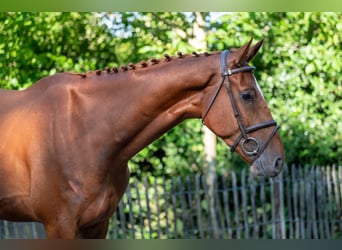Zangersheider, Wallach, 4 Jahre, 175 cm, Fuchs
