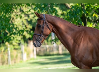 Zangersheider, Wallach, 4 Jahre, 175 cm, Fuchs
