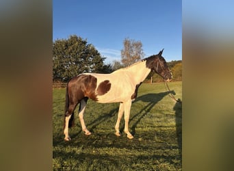 Zangersheider, Wallach, 4 Jahre, 175 cm, Schecke