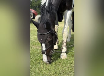Zangersheider, Wallach, 4 Jahre, 175 cm, Schecke