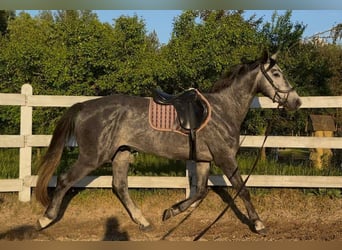Zangersheider, Wallach, 4 Jahre, 175 cm, Schimmel
