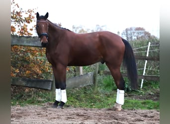 Zangersheider, Wallach, 4 Jahre, 176 cm, Brauner