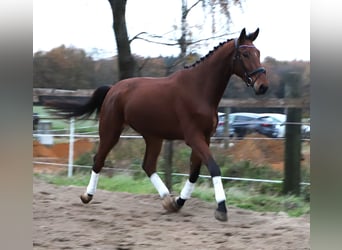 Zangersheider, Wallach, 4 Jahre, 176 cm, Brauner