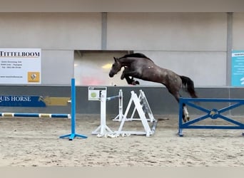 Zangersheider, Wallach, 4 Jahre, 178 cm, Braunfalbschimmel