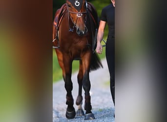 Zangersheider, Wallach, 4 Jahre, 179 cm, Brauner