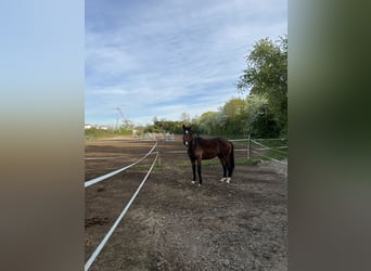 Zangersheider, Wallach, 4 Jahre, Brauner