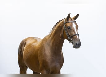 Zangersheider, Wallach, 4 Jahre, Dunkelbrauner