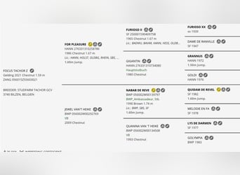 Zangersheider, Wallach, 4 Jahre, Dunkelfuchs