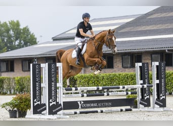 Zangersheider, Wallach, 4 Jahre, Grullo