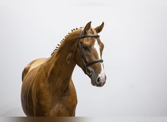 Zangersheider, Wallach, 4 Jahre, Grullo