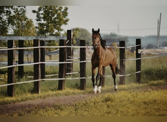 Zangersheider, Wallach, 4 Jahre
