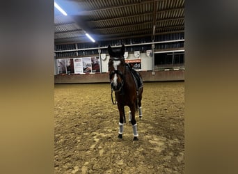 Zangersheider, Wallach, 5 Jahre, 153 cm, Dunkelbrauner